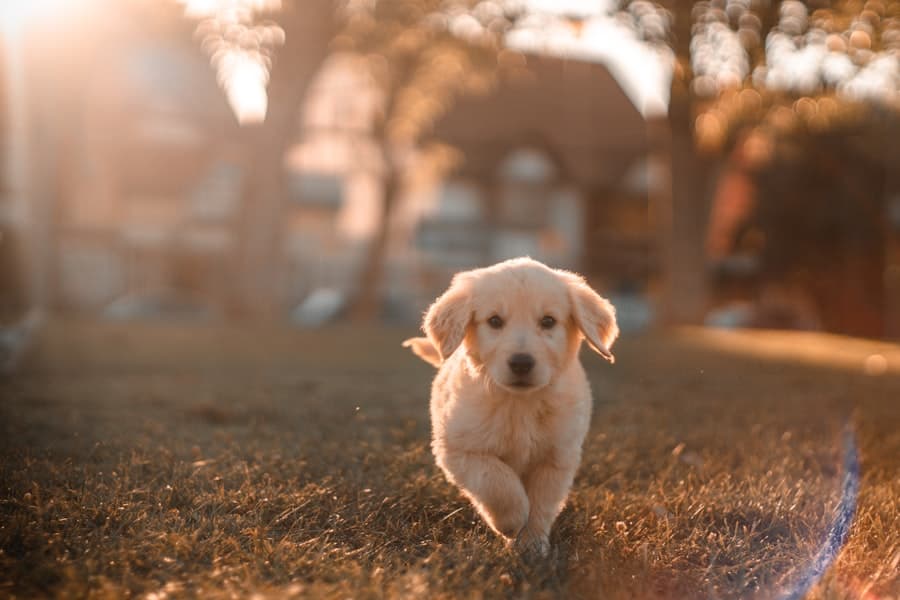 Fotografía 3 de Clínica Veterinaria El Sol
